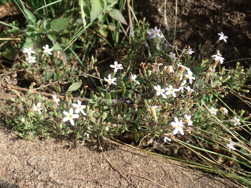 Chaenostoma floribundum (Chaenostoma floribundum)