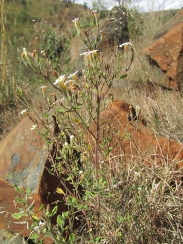 Chaenostoma floribundum (Chaenostoma floribundum)