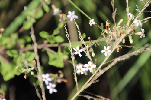 Chaenostoma floribundum (Chaenostoma floribundum)