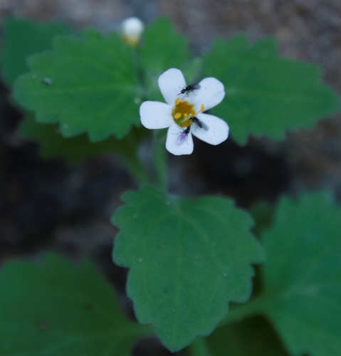 Chaenostoma floribundum (Chaenostoma floribundum)