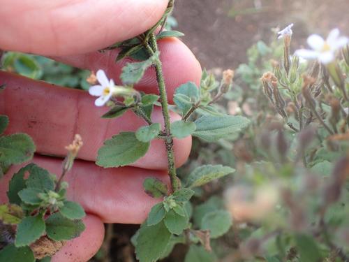 Chaenostoma floribundum (Chaenostoma floribundum)