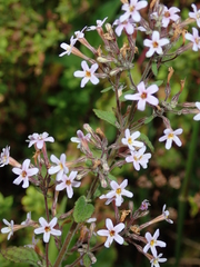 Chaenostoma floribundum (Chaenostoma floribundum)