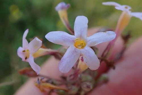 Chaenostoma floribundum (Chaenostoma floribundum)
