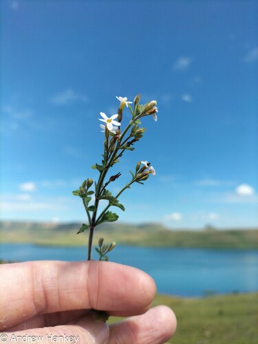 Chaenostoma floribundum (Chaenostoma floribundum)