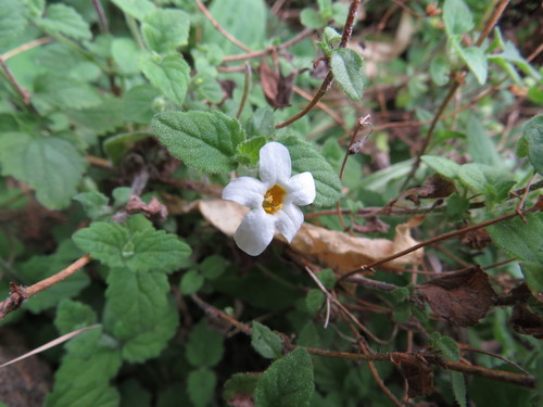 Chaenostoma halimifolium (Chaenostoma halimifolium)