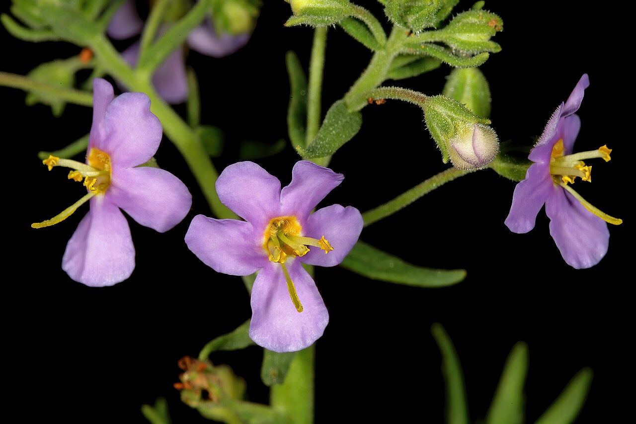 Chaenostoma patrioticum: Chaeonostoma patrioticum , flowers; in grassland, vicinity of Wolmaransstad, North West, South Africa
