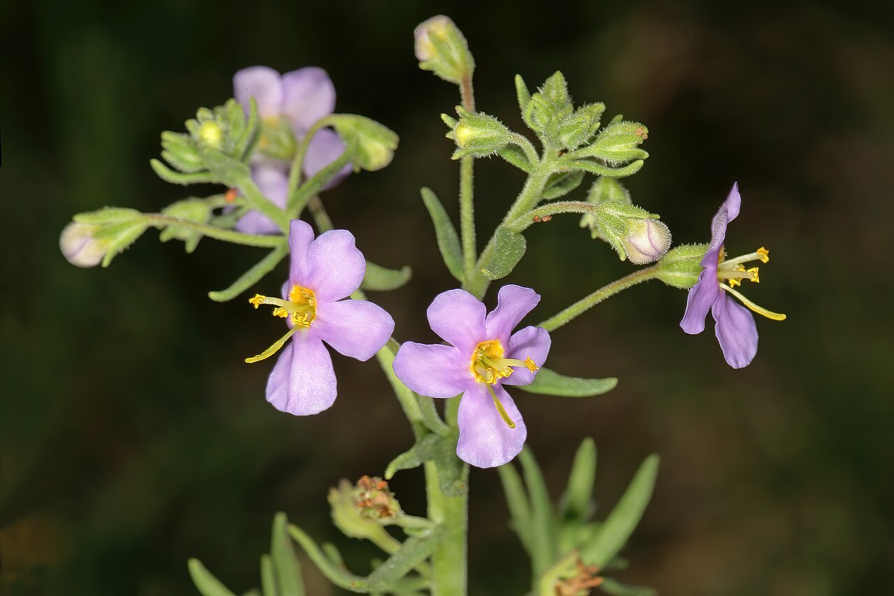 Chaenostoma patrioticum: Chaeonostoma patrioticum , flowers; in grassland, vicinity of Wolmaransstad, North West, South Africa