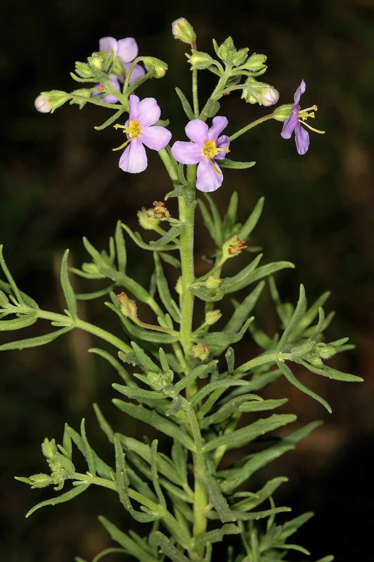 Chaenostoma patrioticum: Chaeonostoma patrioticum , flowers; in grassland, vicinity of Wolmaransstad, North West, South Africa