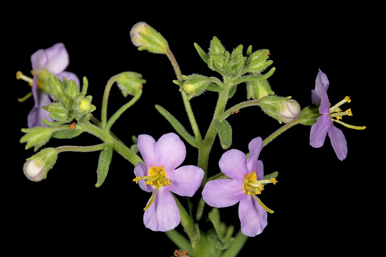Chaenostoma patrioticum: Chaeonostoma patrioticum , flowers; in grassland, vicinity of Wolmaransstad, North West, South Africa