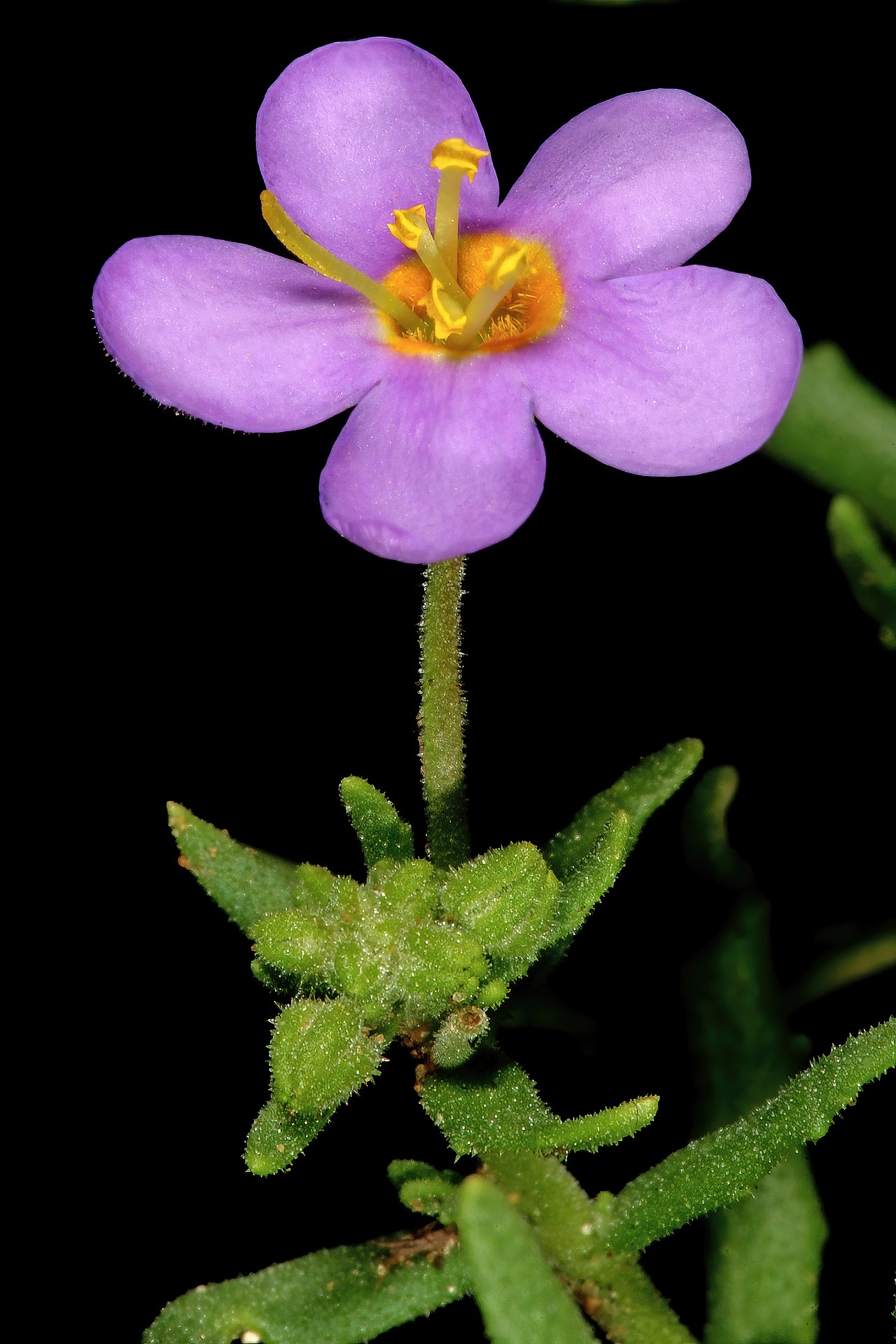 Chaenostoma patrioticum: Chaeonostoma patrioticum , flower; in grassland, vicinity of Wolmaransstad, North West, South Africa