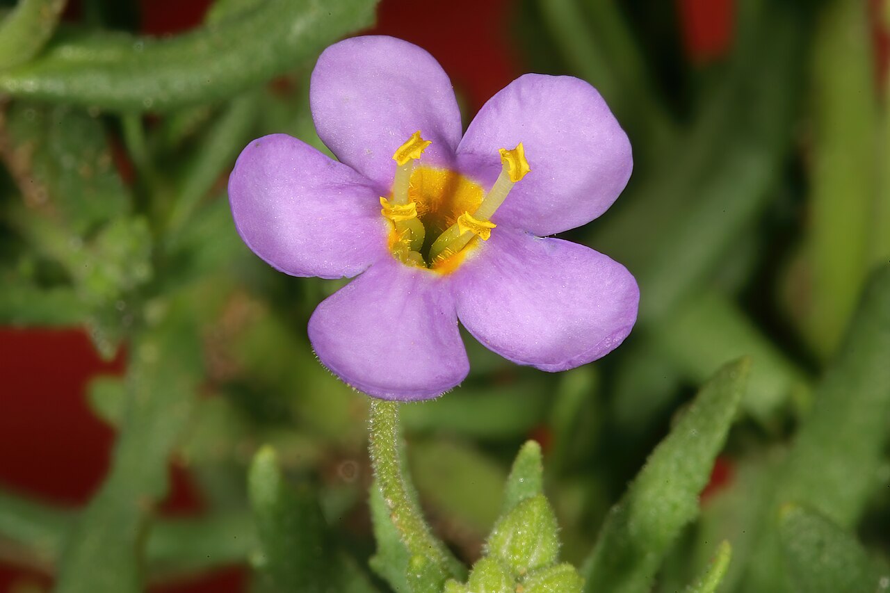 Chaenostoma patrioticum: Chaeonostoma patrioticum , flower; in grassland, vicinity of Wolmaransstad, North West, South Africa
