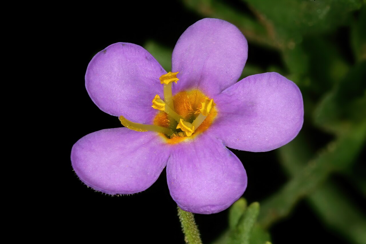 Chaenostoma patrioticum: Chaeonostoma patrioticum , flower; in grassland, vicinity of Wolmaransstad, North West, South Africa