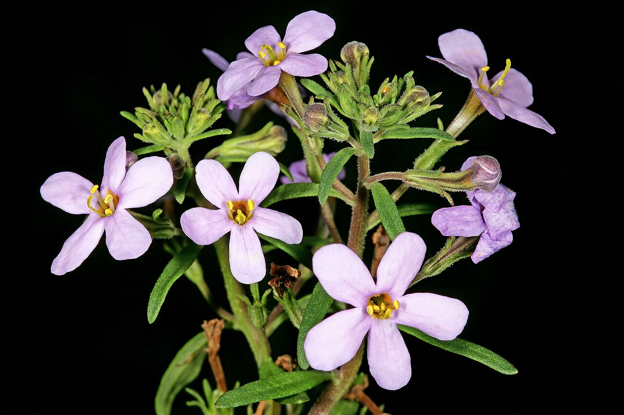 Chaenostoma uncinatum: Chaenostoma uncinatum , flowers; granite hill near St Helena Bay, West Coast, Western Cape, South Africa