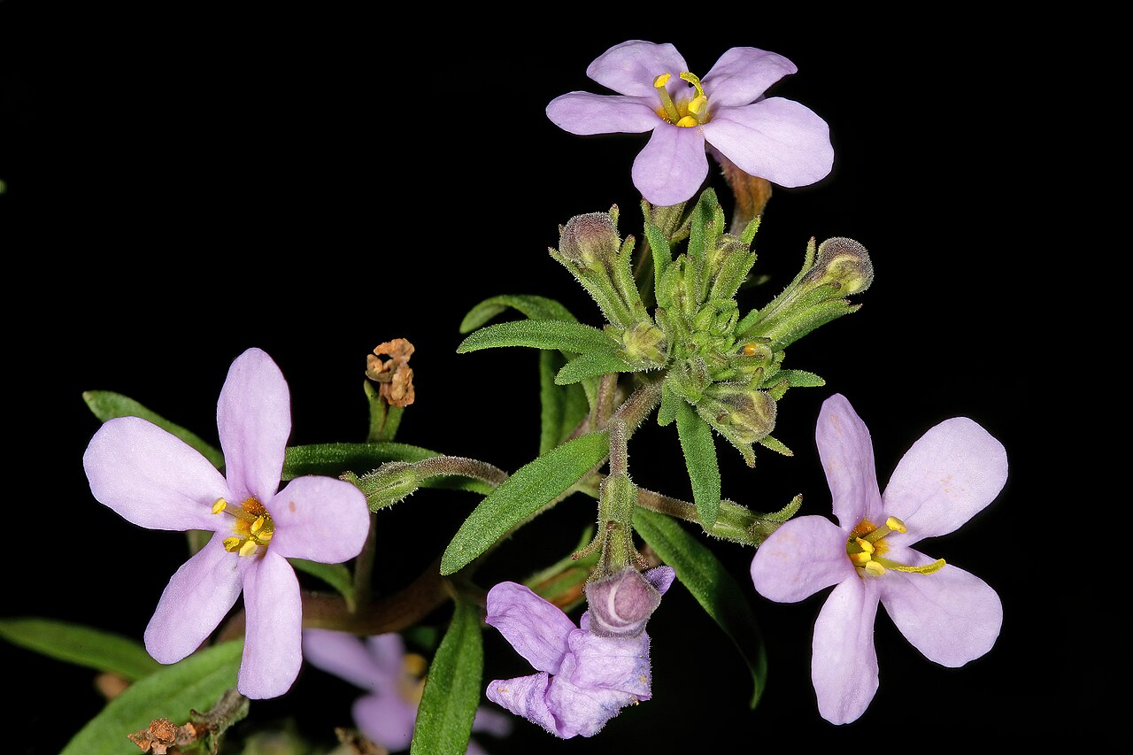 Chaenostoma uncinatum: Chaenostoma uncinatum , flowers; granite hill near St Helena Bay, West Coast, Western Cape, South Africa