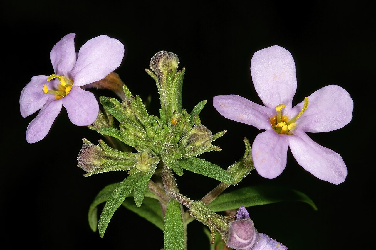 Chaenostoma uncinatum: Chaenostoma uncinatum , flowers; granite hill near St Helena Bay, West Coast, Western Cape, South Africa