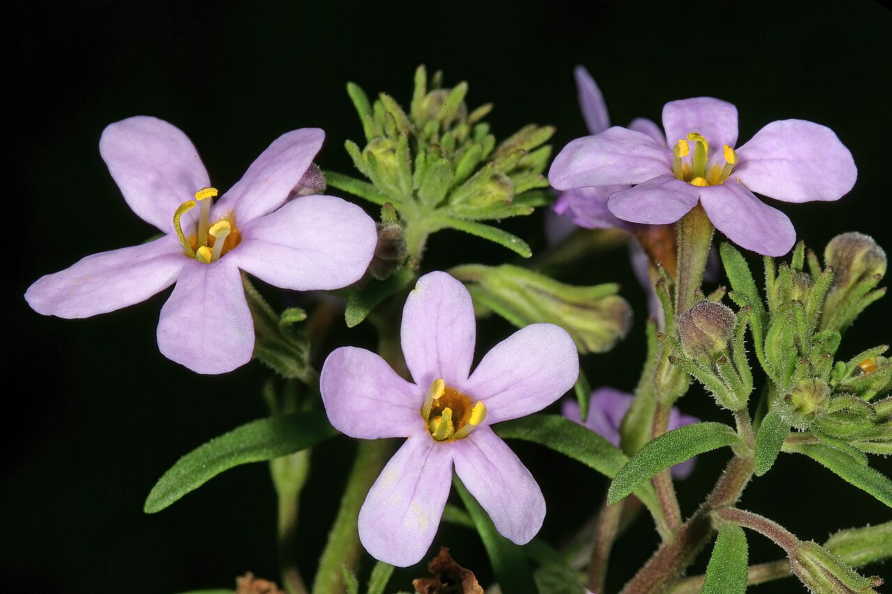 Chaenostoma uncinatum: Chaenostoma uncinatum , flowers; granite hill near St Helena Bay, West Coast, Western Cape, South Africa