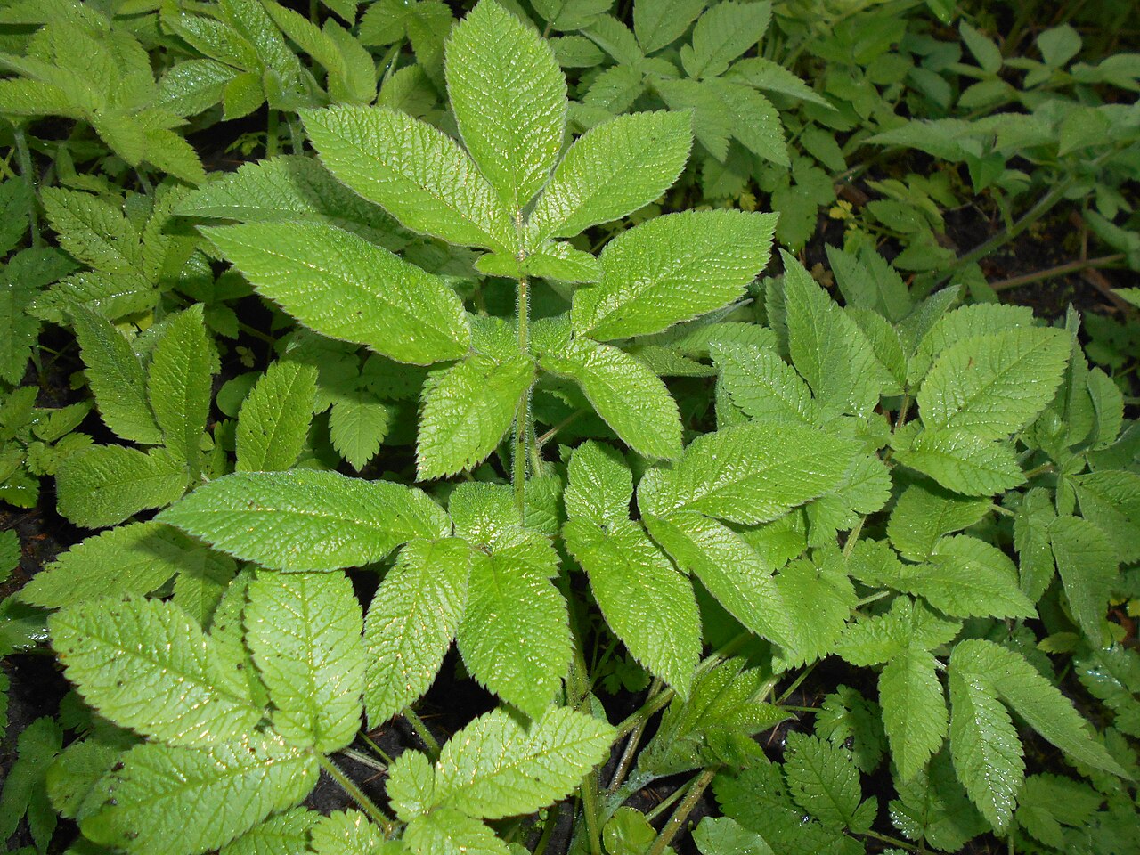 Chaerophyllum aromaticum: Świerząbek korzenny ( Chaerophyllum aromaticum ), Ogród Botaniczny Uniwersytetu Warszawskiego.
