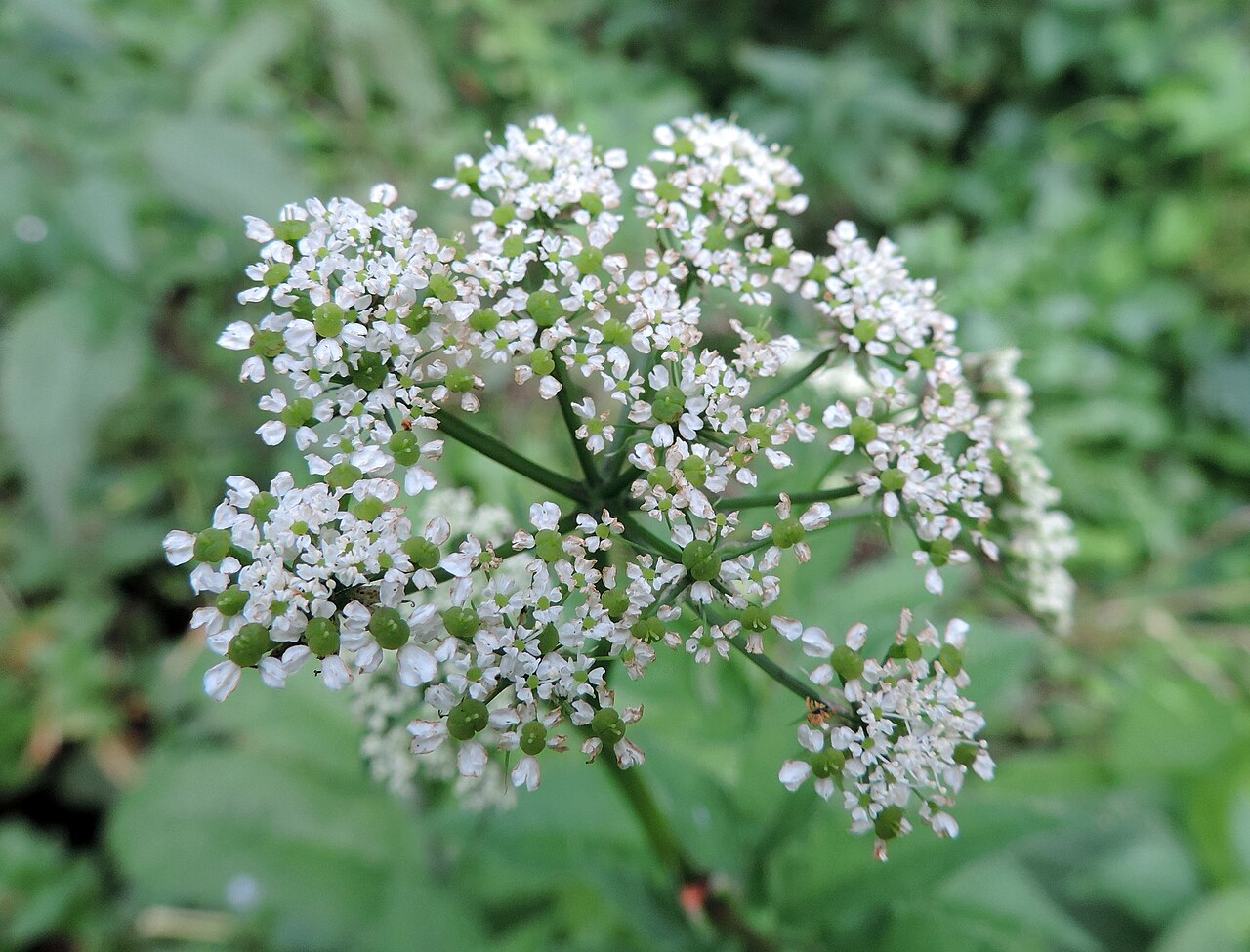 Chaerophyllum aromaticum: Chaerophyllum aromaticum from vicinity of Wołów (SW Poland). Flowers