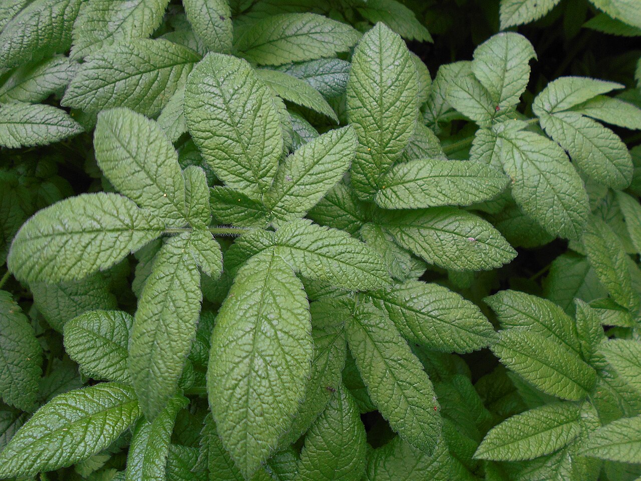 Chaerophyllum aromaticum: Świerząbek korzenny ( Chaerophyllum aromaticum ), Ogród Botaniczny Uniwersytetu Warszawskiego.