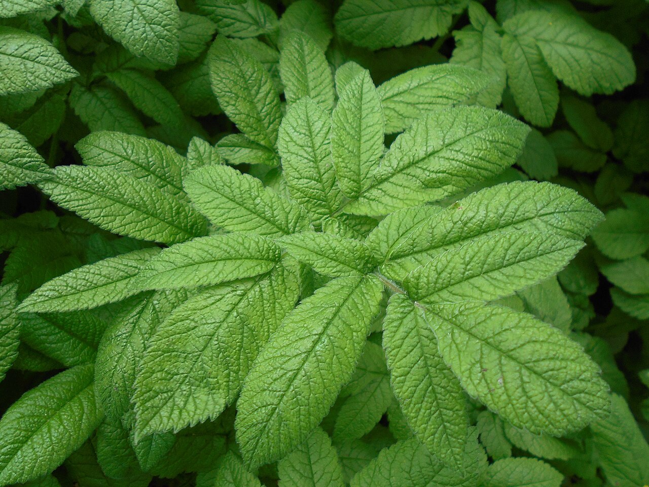 Chaerophyllum aromaticum: Świerząbek korzenny ( Chaerophyllum aromaticum ), Ogród Botaniczny Uniwersytetu Warszawskiego.