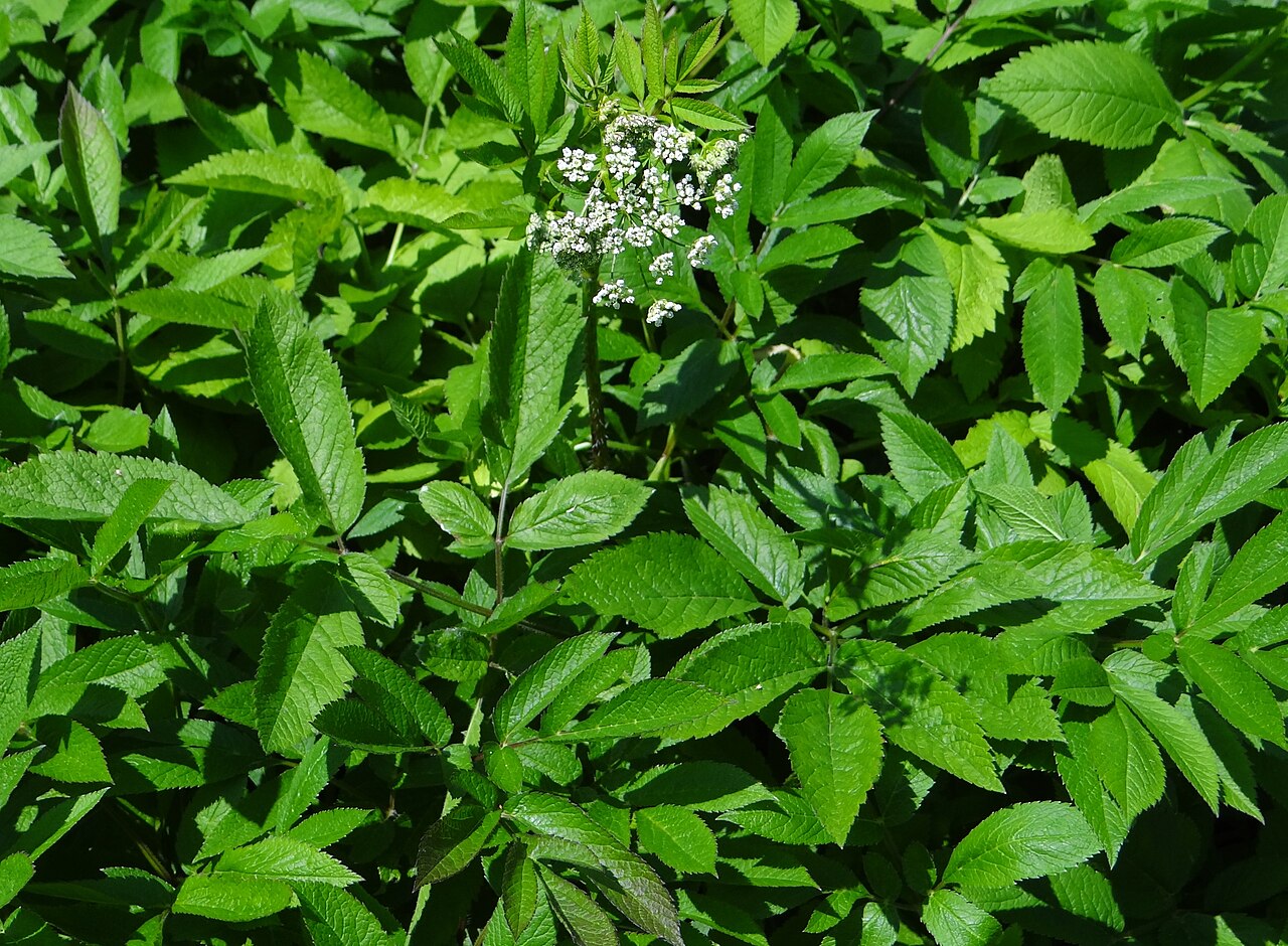 Chaerophyllum aromaticum: Chaerophyllum aromaticum