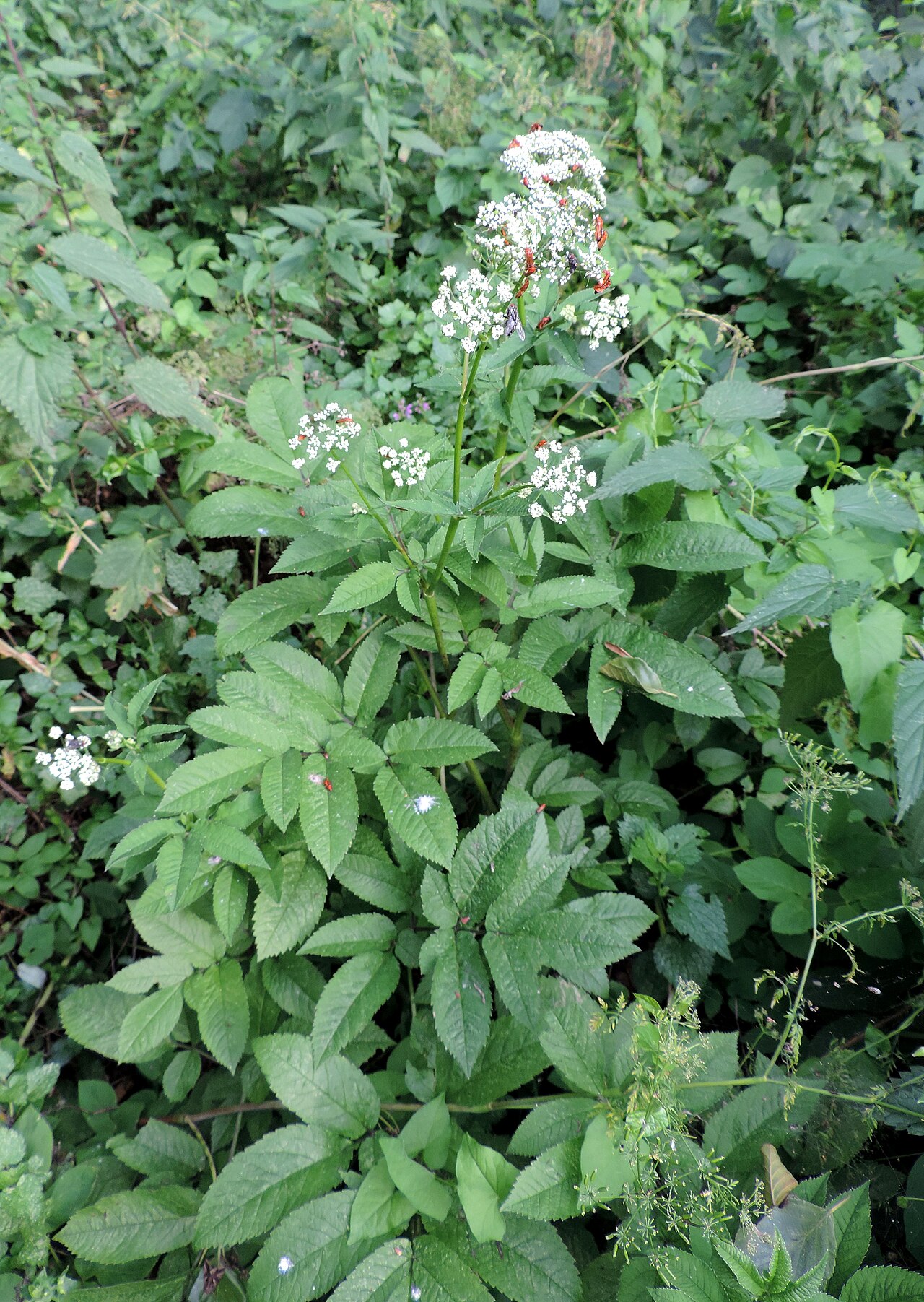 Chaerophyllum aromaticum: Chaerophyllum aromaticum from vicinity of Wołów