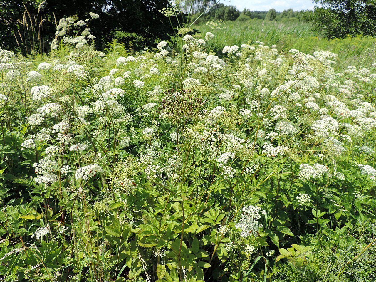 Chaerophyllum aromaticum: Chaerophyllum aromaticum from vicinity of Wołów
