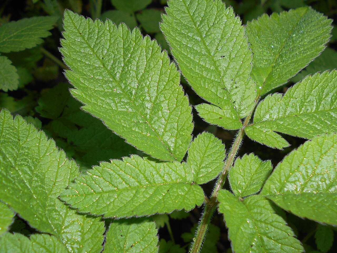Chaerophyllum aromaticum: Świerząbek korzenny ( Chaerophyllum aromaticum ), Ogród Botaniczny Uniwersytetu Warszawskiego.