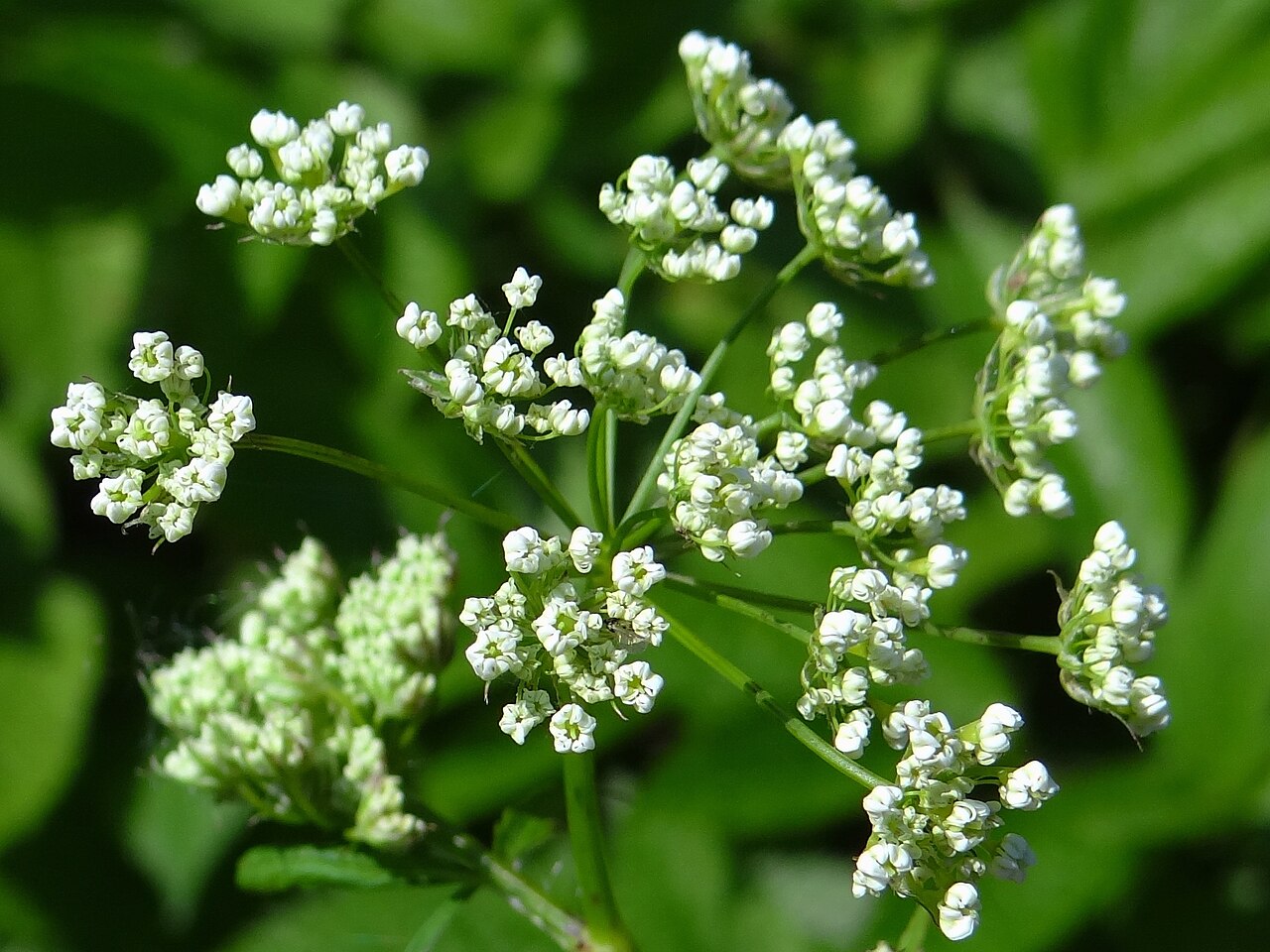 Chaerophyllum aromaticum: Chaerophyllum aromaticum