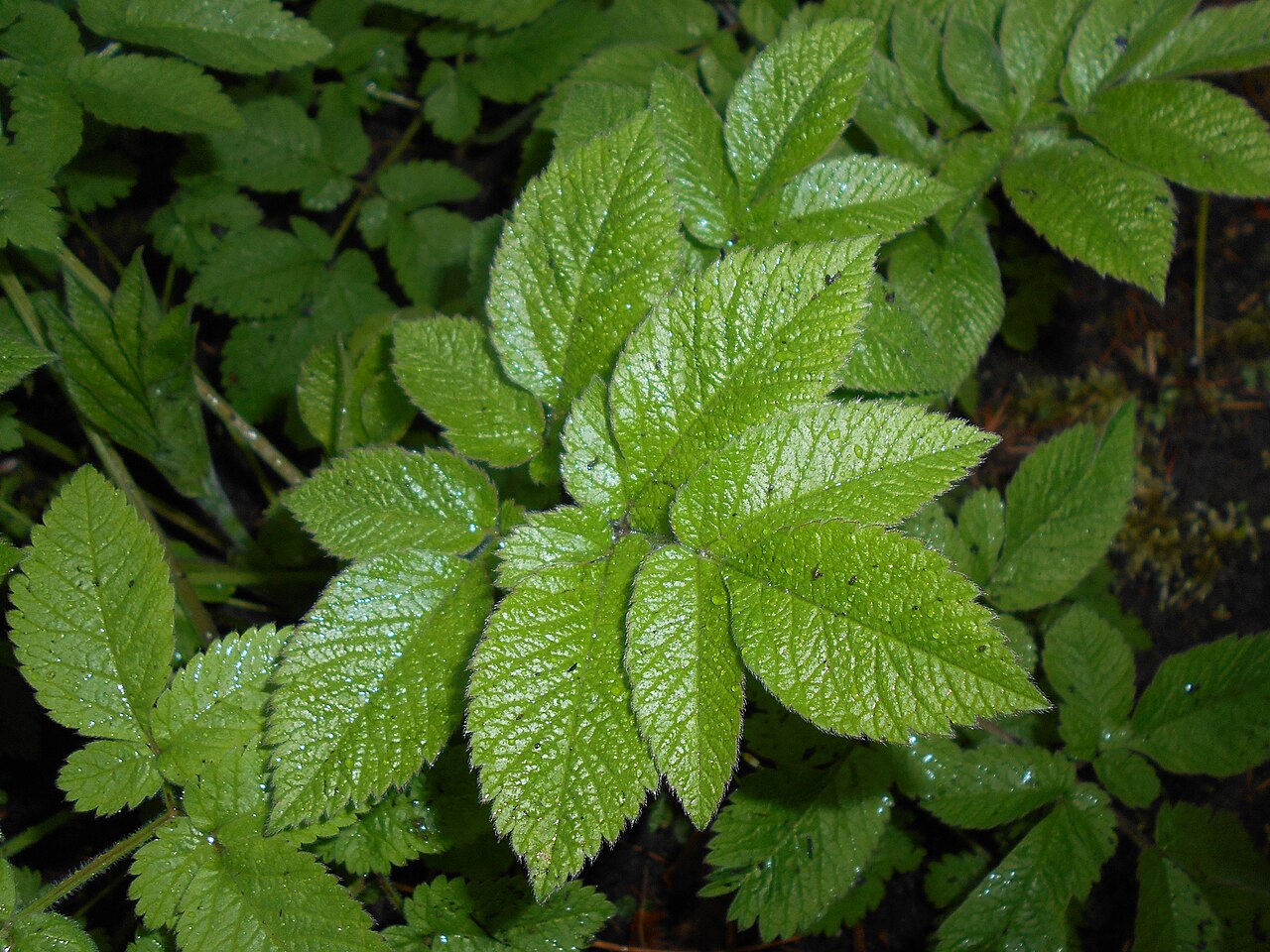 Chaerophyllum aromaticum: Świerząbek korzenny ( Chaerophyllum aromaticum ), Ogród Botaniczny Uniwersytetu Warszawskiego.