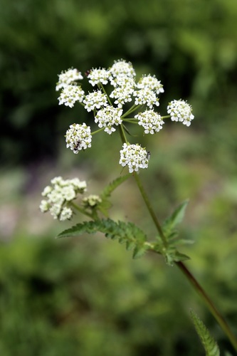 Chaerophyllum aureum (Chaerophyllum aureum)
