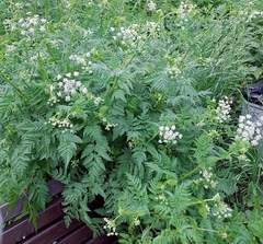 Chaerophyllum aureum (Chaerophyllum aureum)