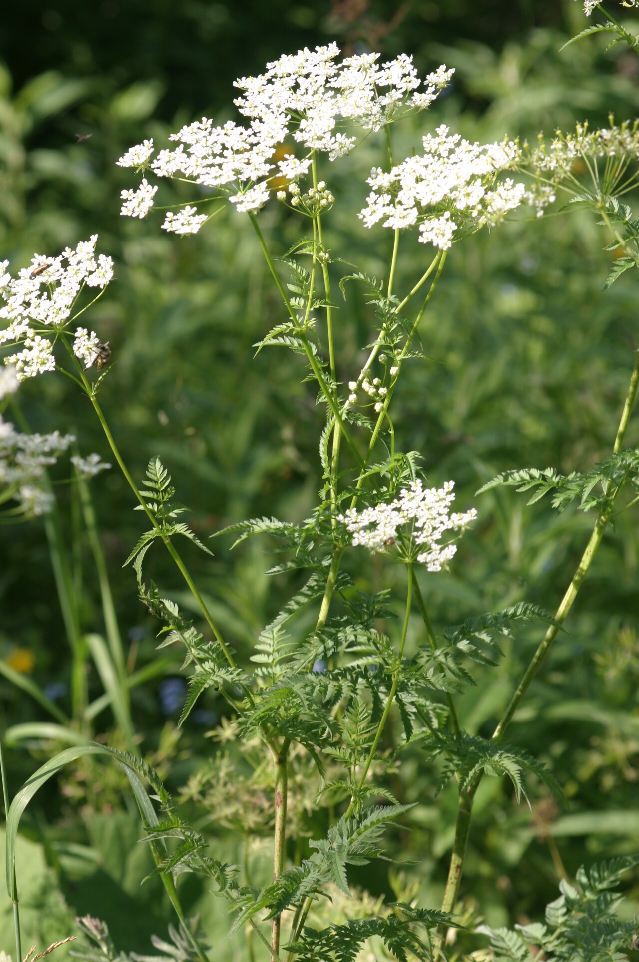 Chaerophyllum aureum: Chaerophyllum aureum