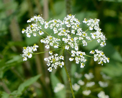 Chaerophyllum aureum (Chaerophyllum aureum)