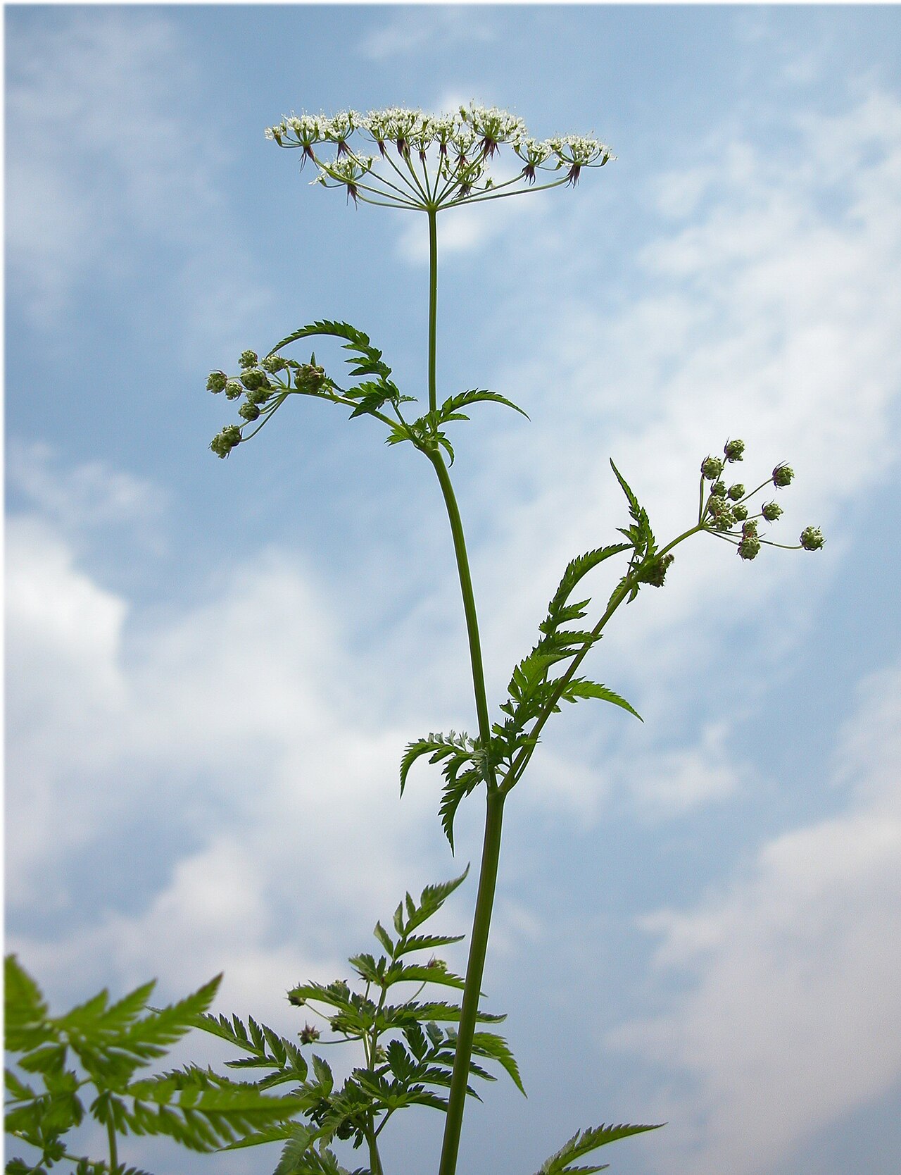 Chaerophyllum aureum: Chaerophyllum aureum