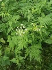 Chaerophyllum aureum (Chaerophyllum aureum)