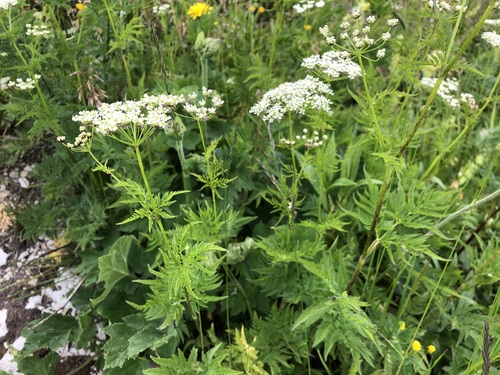 Chaerophyllum aureum (Chaerophyllum aureum)