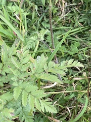 Chaerophyllum aureum (Chaerophyllum aureum)