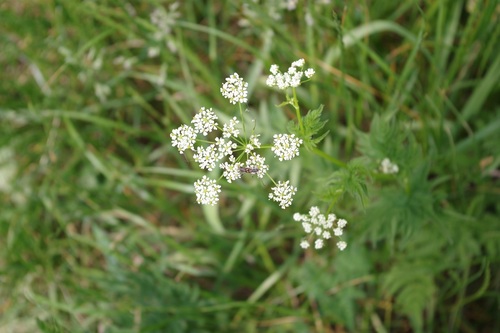 Chaerophyllum aureum (Chaerophyllum aureum)