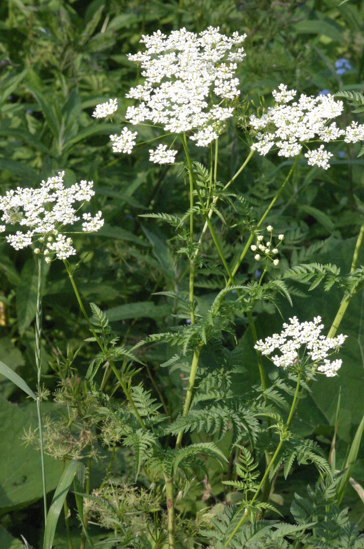 Chaerophyllum aureum: Chaerophyllum aureum
