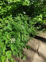 Chaerophyllum aureum (Chaerophyllum aureum)
