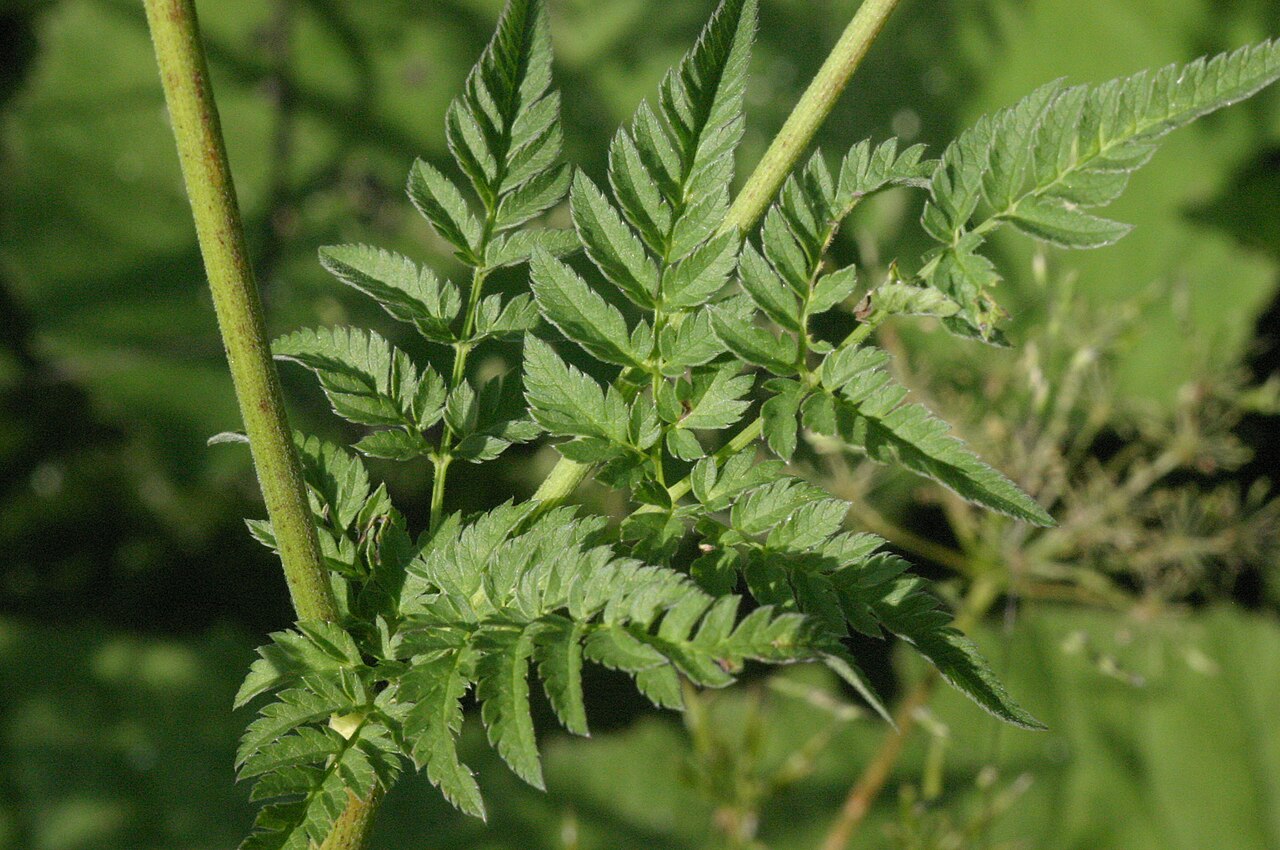 Chaerophyllum aureum: Chaerophyllum aureum