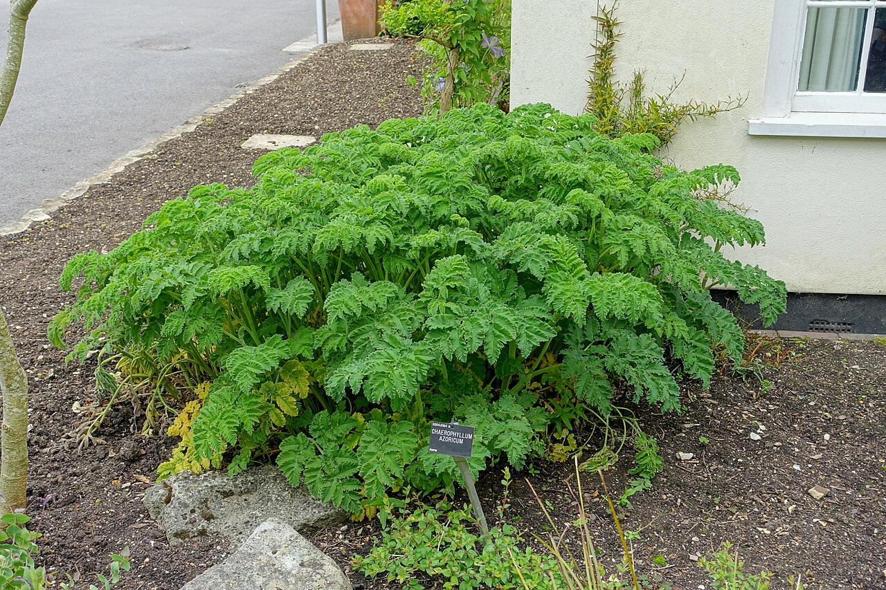 Chaerophyllum azoricum: Horticultural specimen in Sir Harold Hillier Gardens - Romsey, Hampshire, England.
