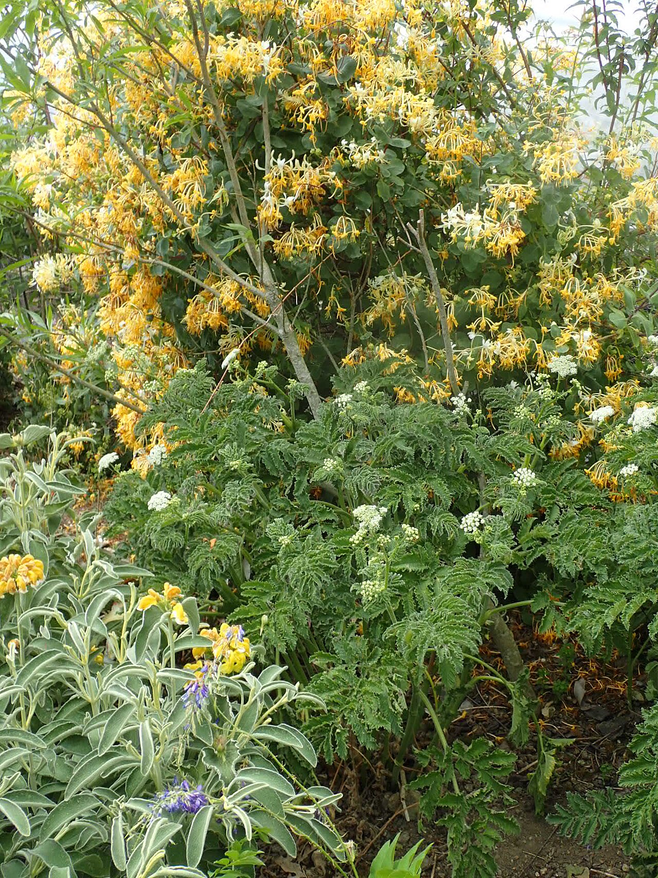 Chaerophyllum azoricum: Chaerophyllum azoricum