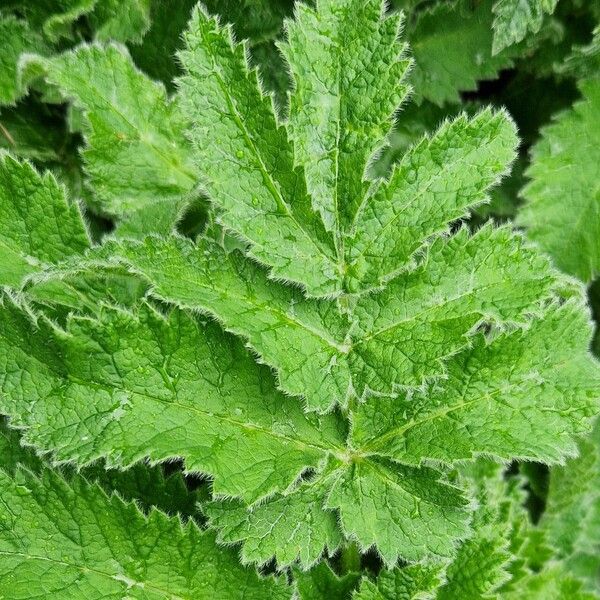 Chaerophyllum azoricum (Chaerophyllum azoricum)