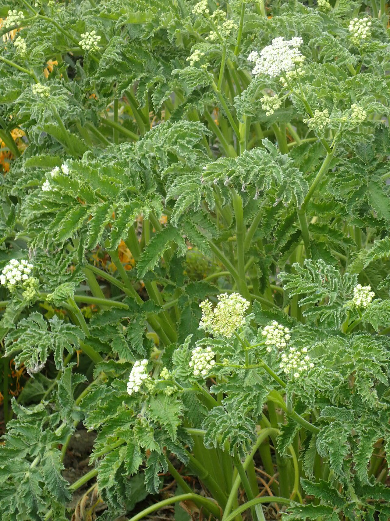 Chaerophyllum azoricum: Chaerophyllum azoricum