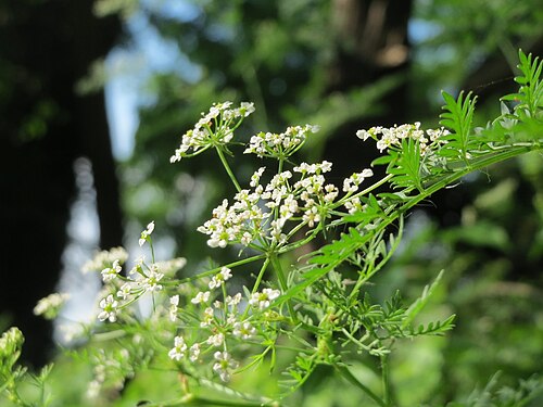 Turnip-root chervil: Knolliger Kälberkropf ( Chaerophyllum bulbosum ) im Hockenheimer Rheinbogen