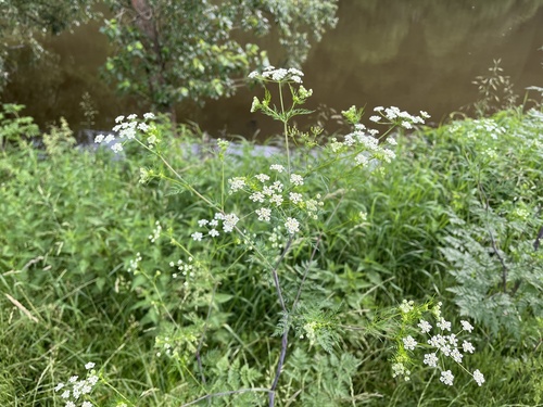 Turnip-root chervil (Chaerophyllum bulbosum)