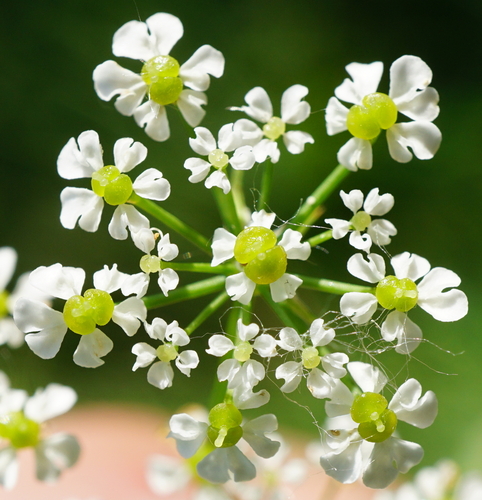 Turnip-root chervil (Chaerophyllum bulbosum)