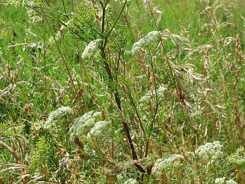Turnip-root chervil: Knolliger Kälberkropf ( Chaerophyllum bulbosum ) im Landschaftsschutzgebiet Hockenheimer Rheinbogen